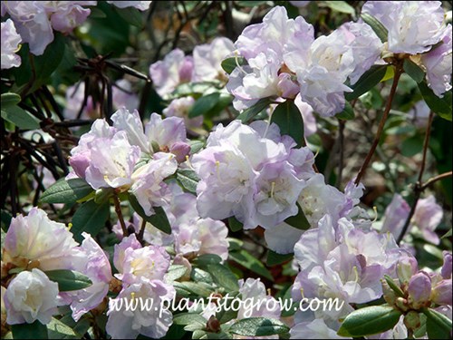 Nice double white\pink flowers.